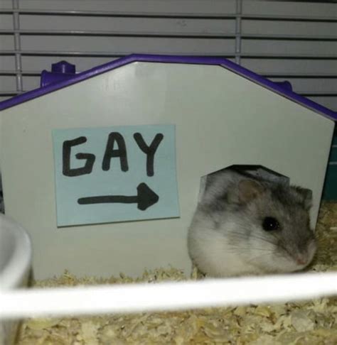 gay hamster|CRUISING